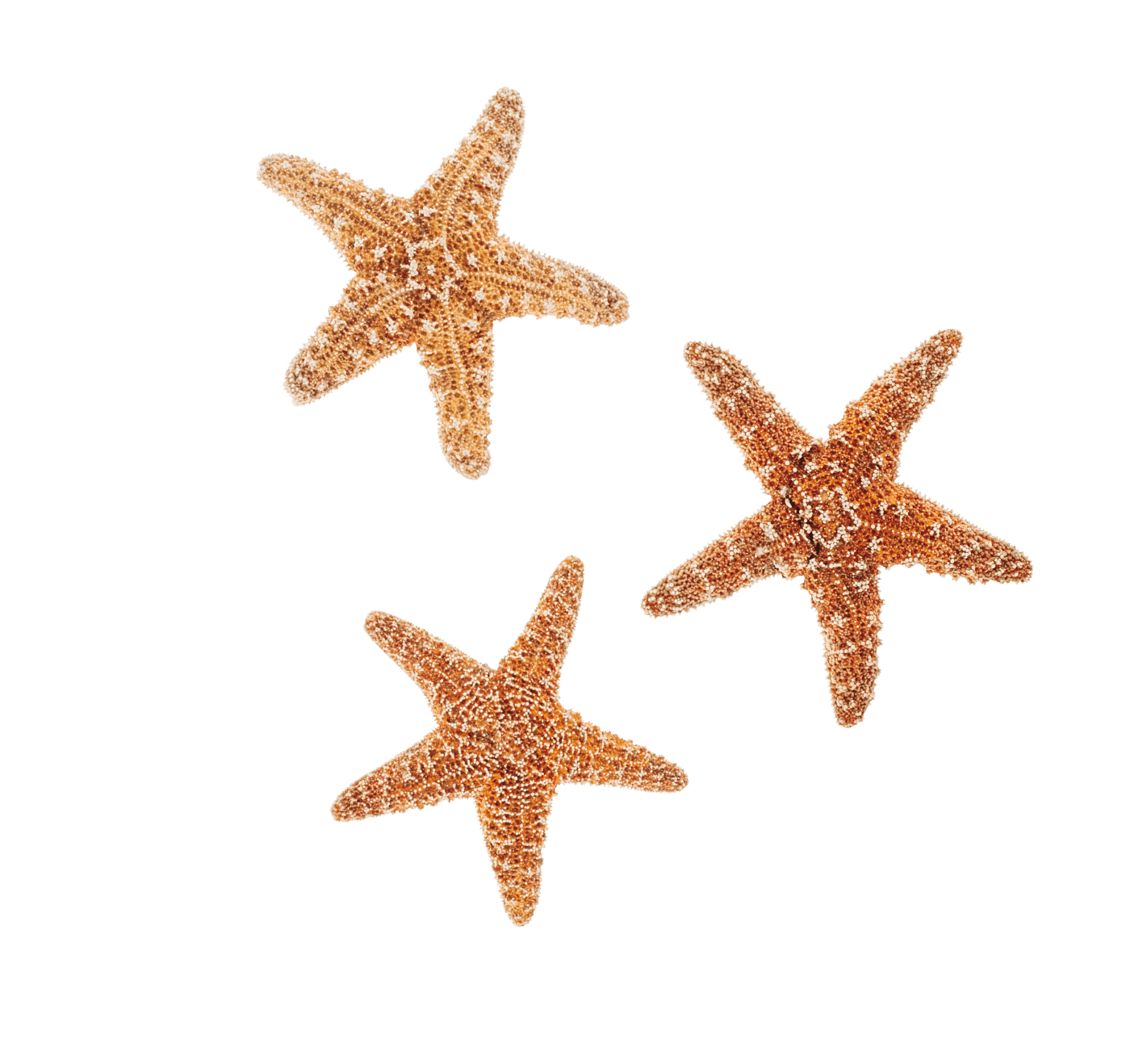 Careers Pirate Ship careers-pirate-ship